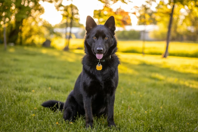 a black dog sits on a field full of grass