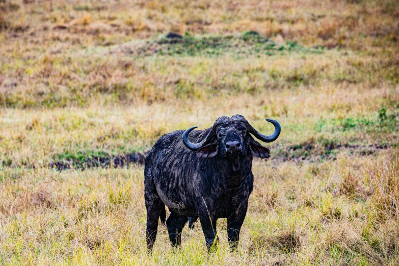 an animal with large long horns is standing in the middle of the field