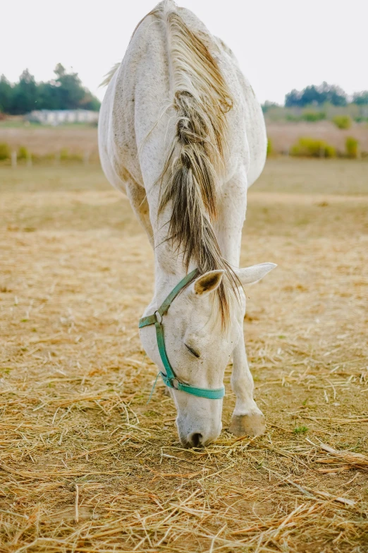 a horse wearing a headband eating hay on the ground