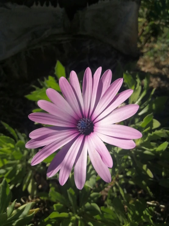 a purple daisy blooming in the middle of some green