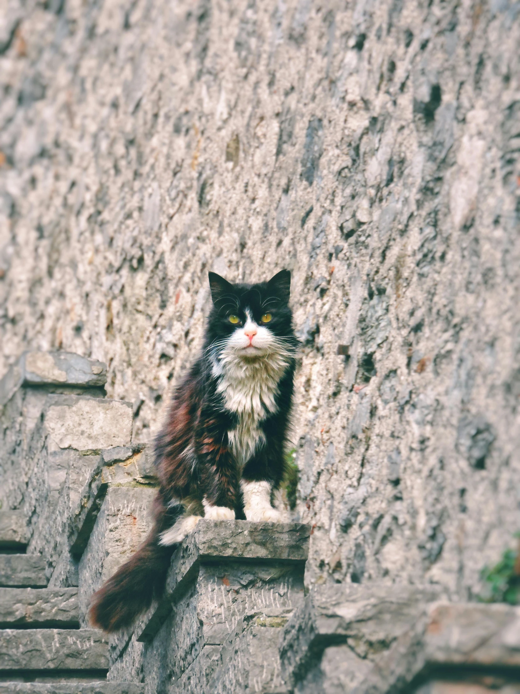 an old black and white cat sitting on top of stone steps