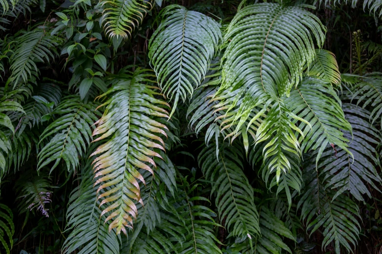 the large green leaves of some plants