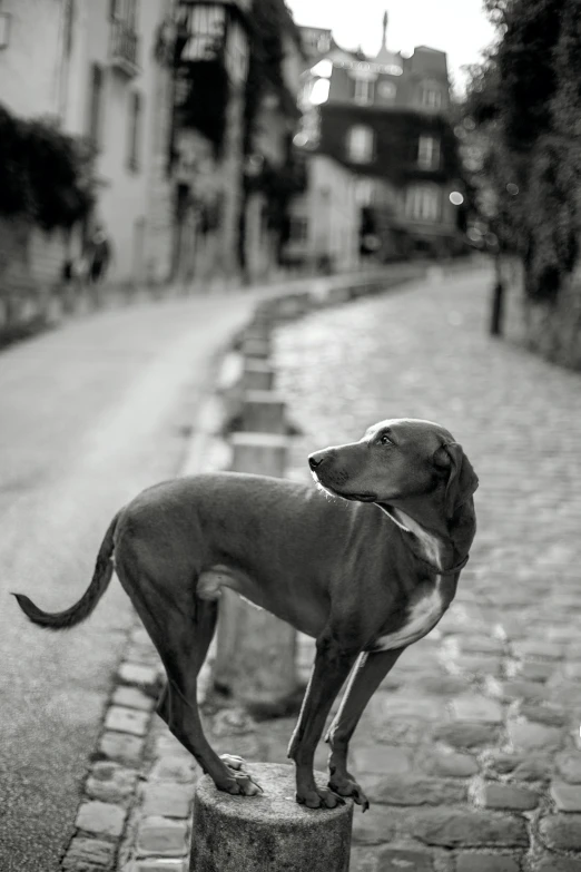 a dog standing on the side of a brick road
