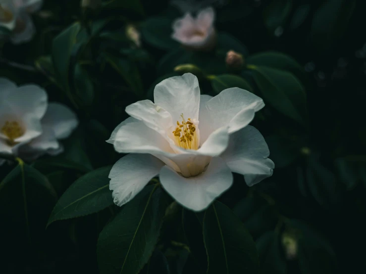 white flowers are on the nch next to some green leaves