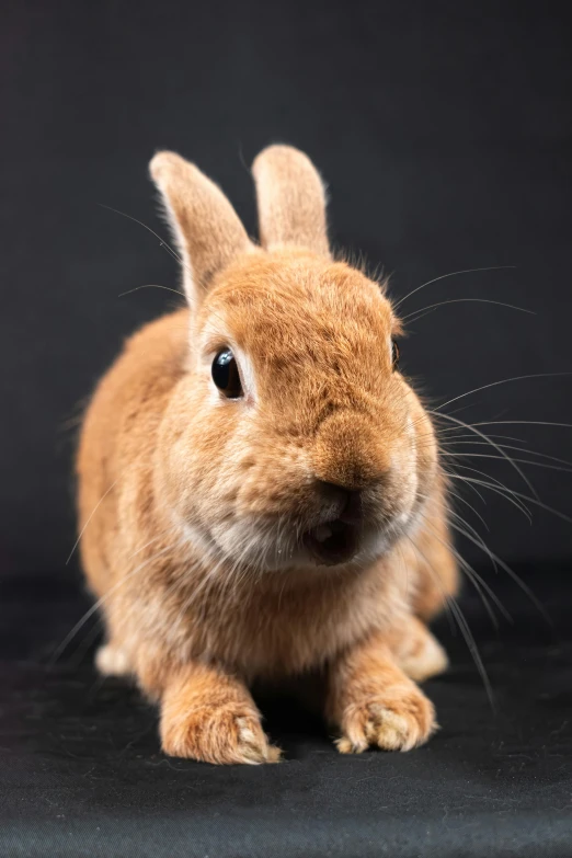 a little brown rabbit with a big nose and long ears