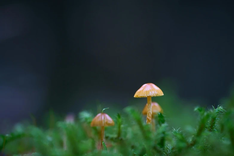 there is a small group of mushrooms in the grass