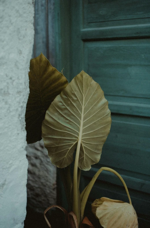 a large green plant has leaves in it