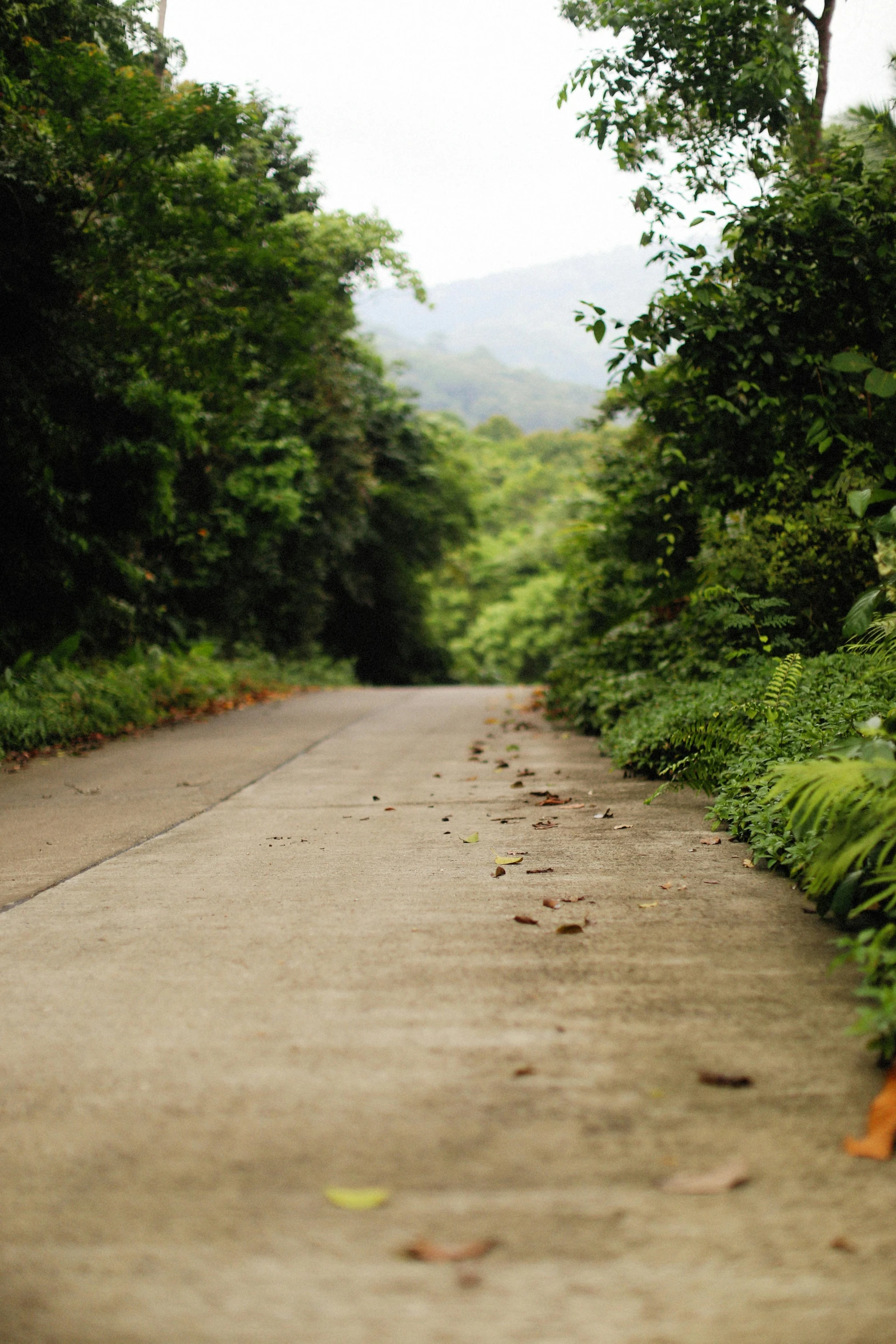 the path is marked with small dots of plants