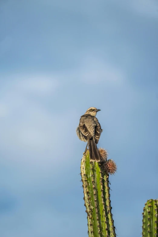 a small bird sitting on the top of a cactus