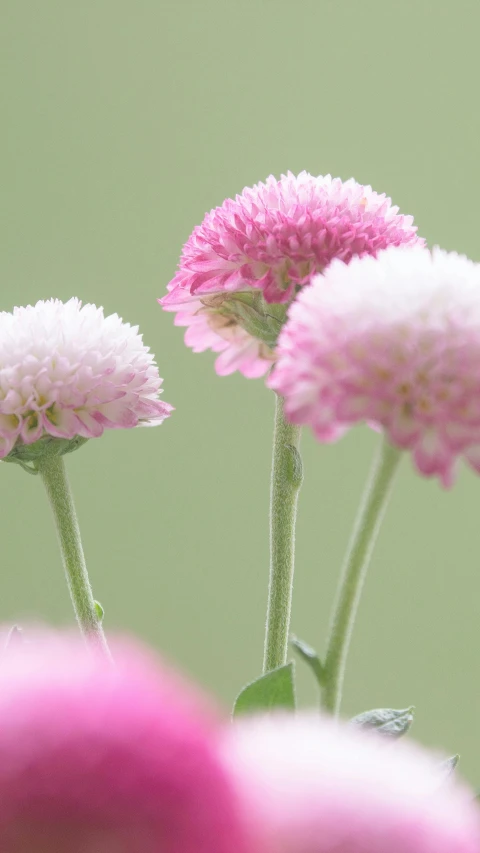 pink flowers are in the vase next to another flower