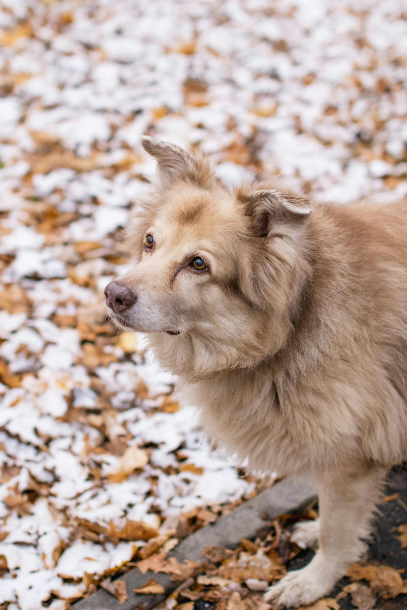 a dog with snow on it standing in front of leaves