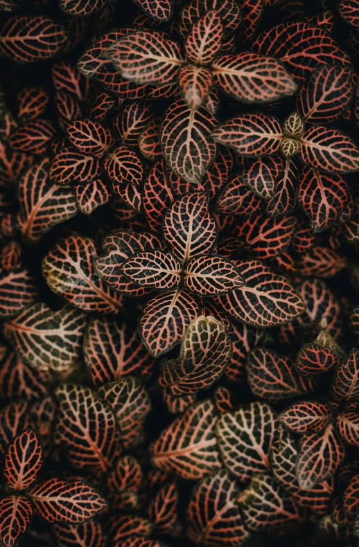 a group of brown leaves are together on top of some dark green leaves