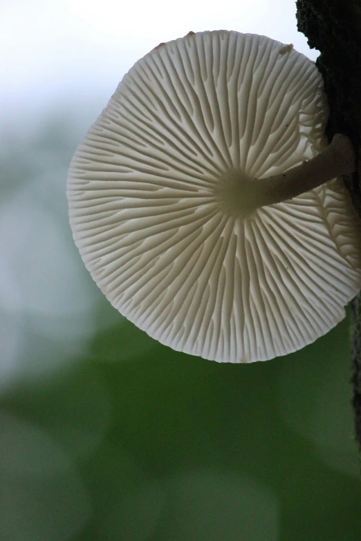 a close up of a mushroom with a green background