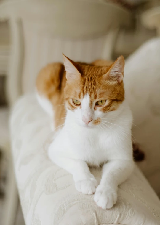 an orange and white cat sitting on top of a sofa