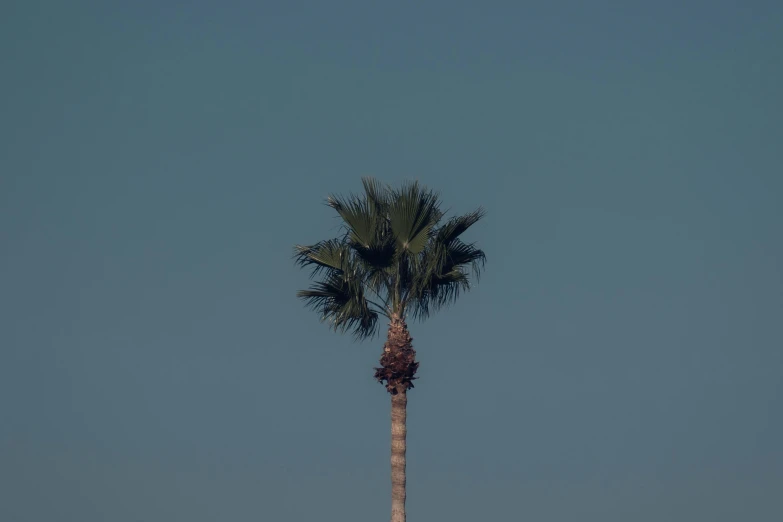 a palm tree has one small flower in its trunk