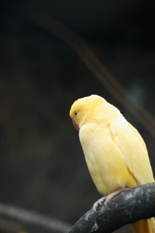 yellow bird perched on a nch of a tree