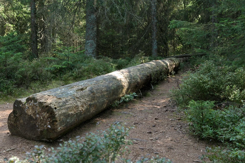 a log is laying on a path in the woods