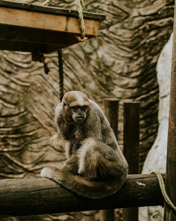 a very big furry animal sitting on a log