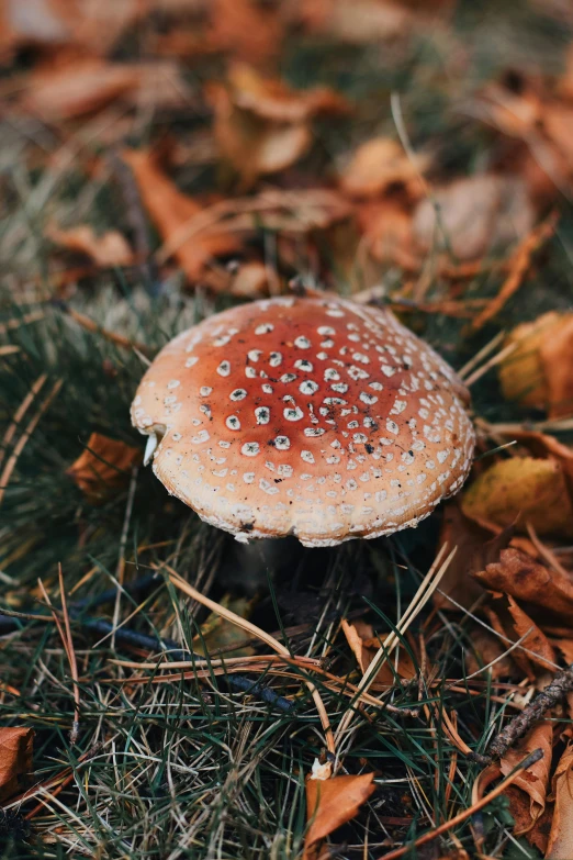 a mushroom on the ground in a forest