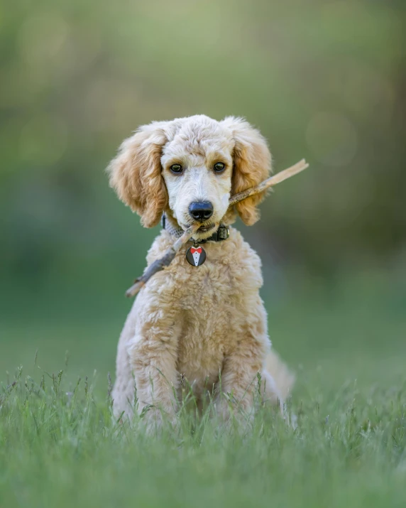 a small poodle is sitting in the grass