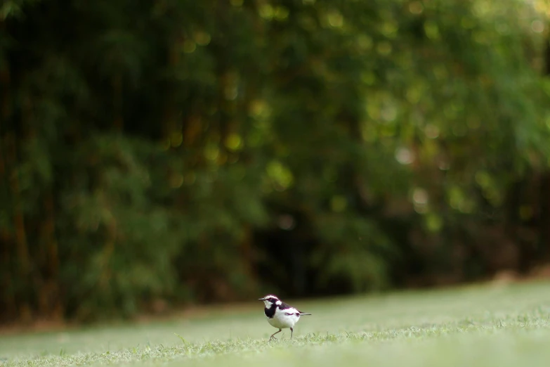 a small bird standing on the grass looking for food