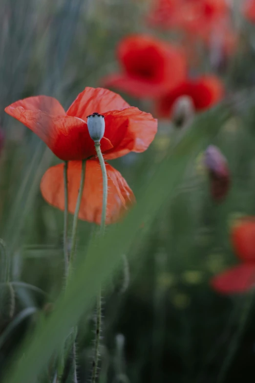 the image has a blurred effect of red flowers