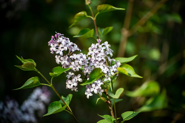 purple and white flowers are blooming on some green leaves