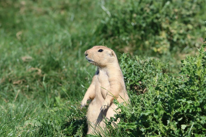 a young groundhog in the grass looking to his right