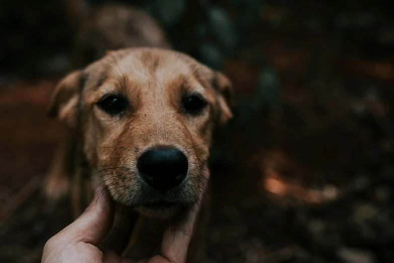 the nose of a dog being held by its owner