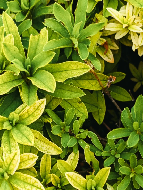 small bush with green leaves on it outside