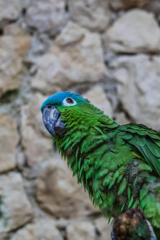 a close up of a parrot with a stone wall behind it