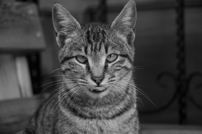 a cat looking at the camera while sitting on the ground