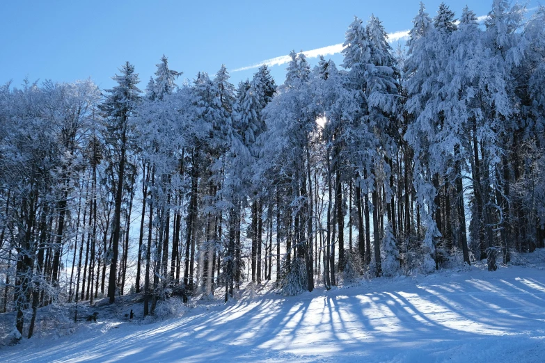 trees line the snow covered slope in the sunlight