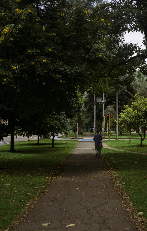 a person with an umbrella is walking on a path that is surrounded by trees