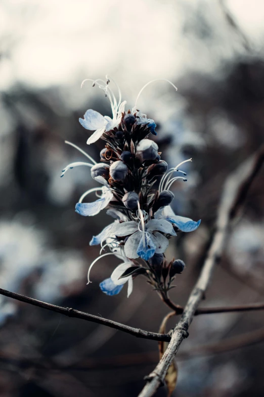 a close up of a blue flower on a nch