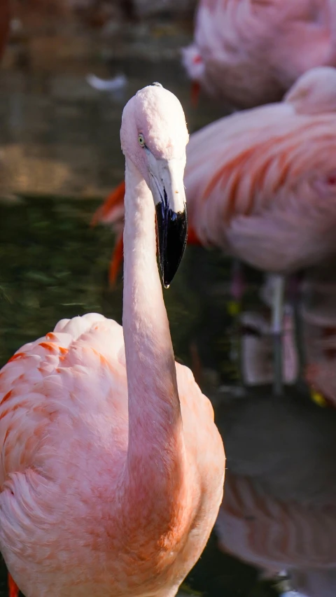 two flamingos are standing close to the water
