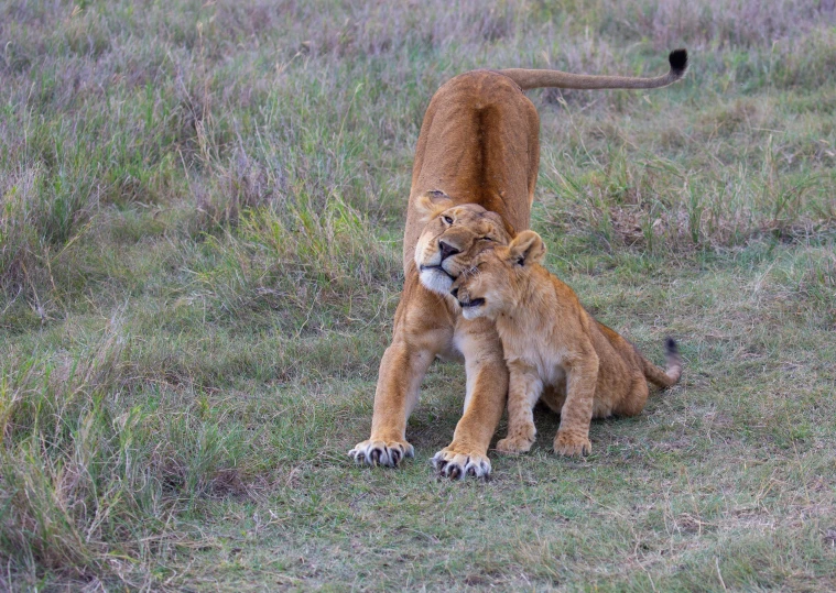a mother lion and her cub sitting down in the grass