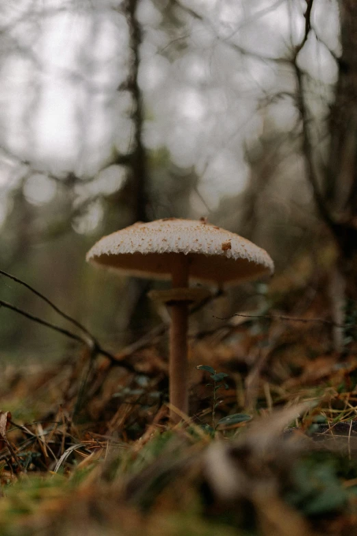 mushrooms are growing on the forest floor