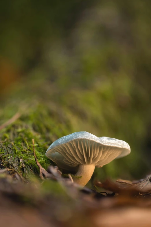 a close up of a mushroom on the ground