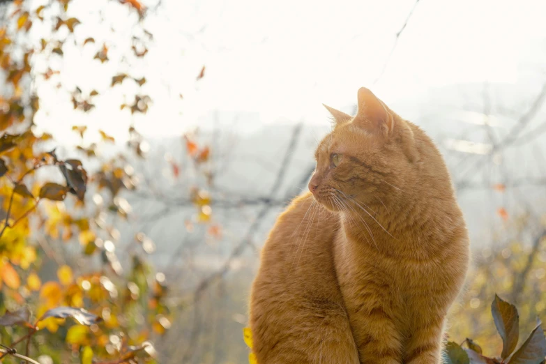 there is a cat sitting on a ledge outside