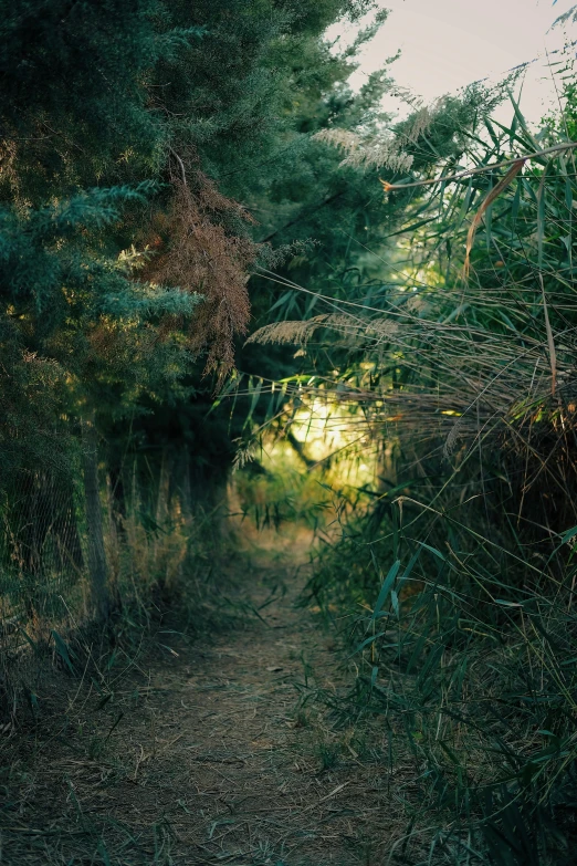 a wooded path through some shrubbery by a bench