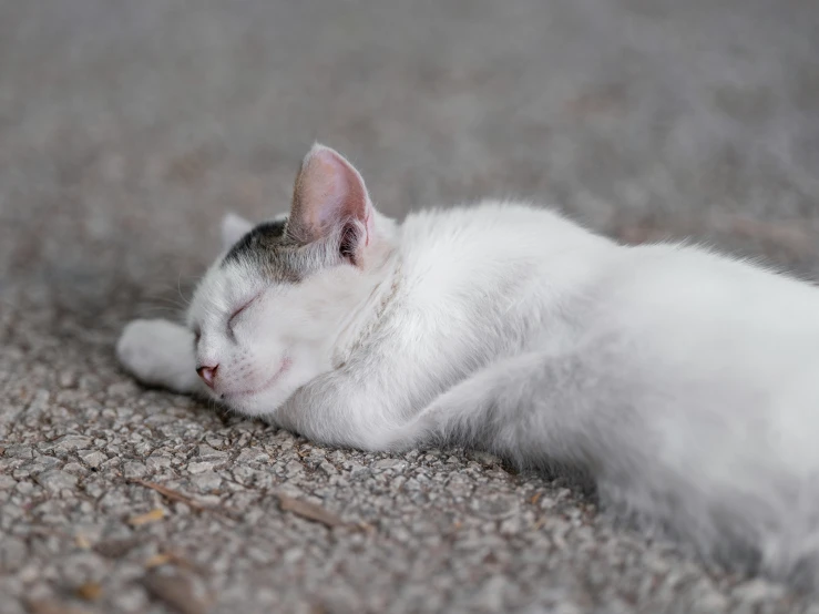 a cat sleeping on the ground while it's laying down