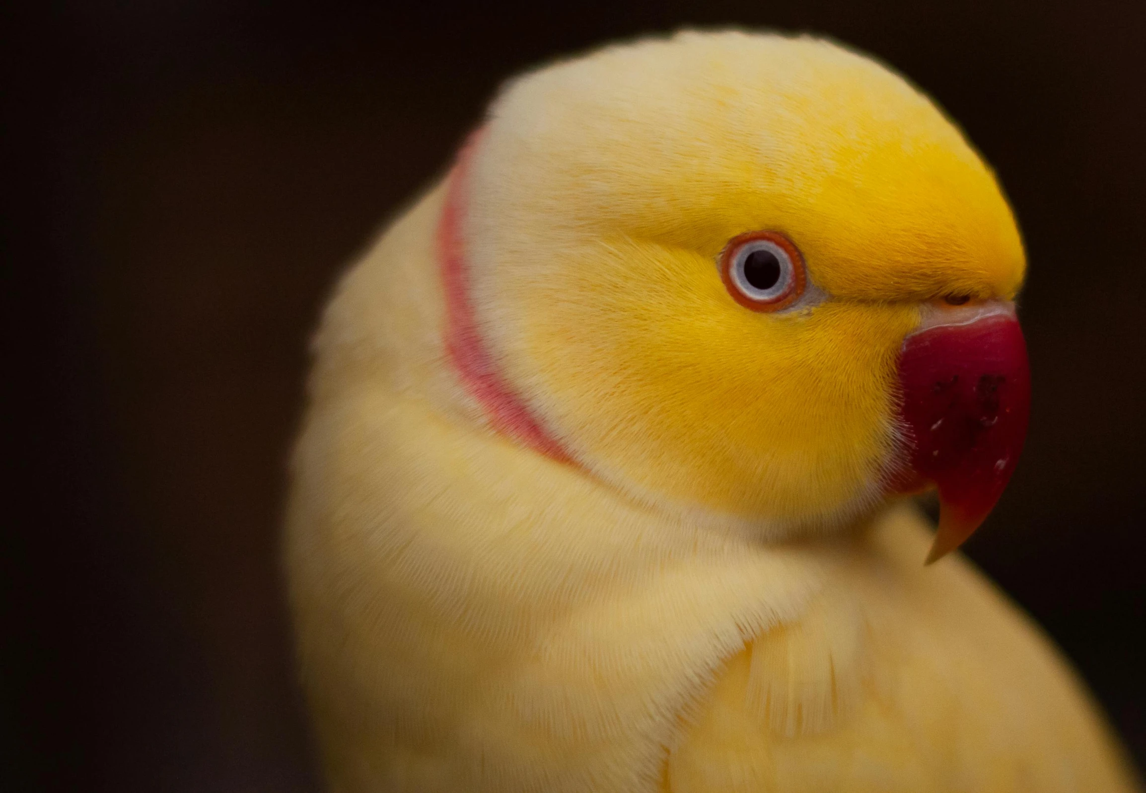 yellow parrot with orange head and yellow feathers