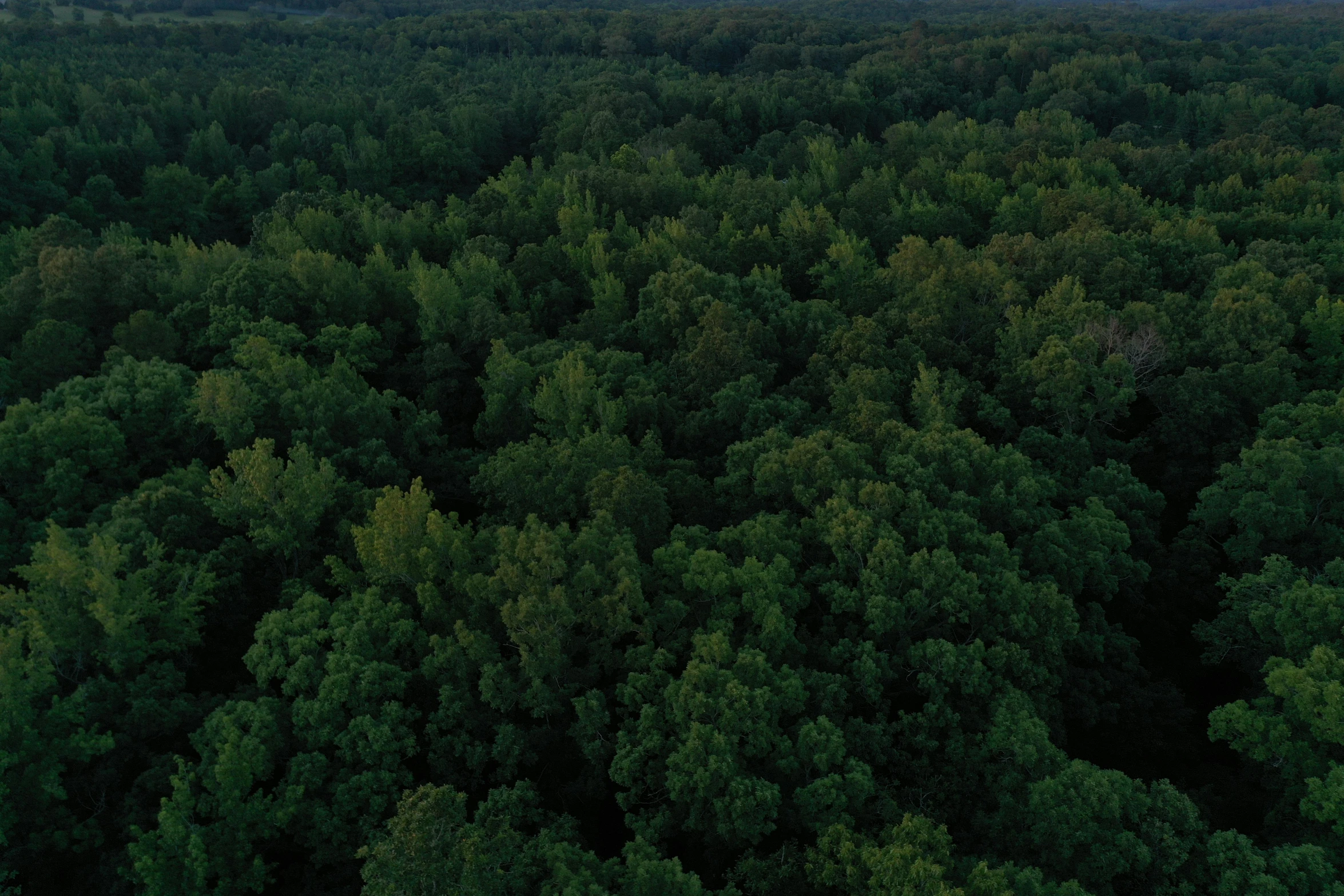 a large forest with tall trees that are green