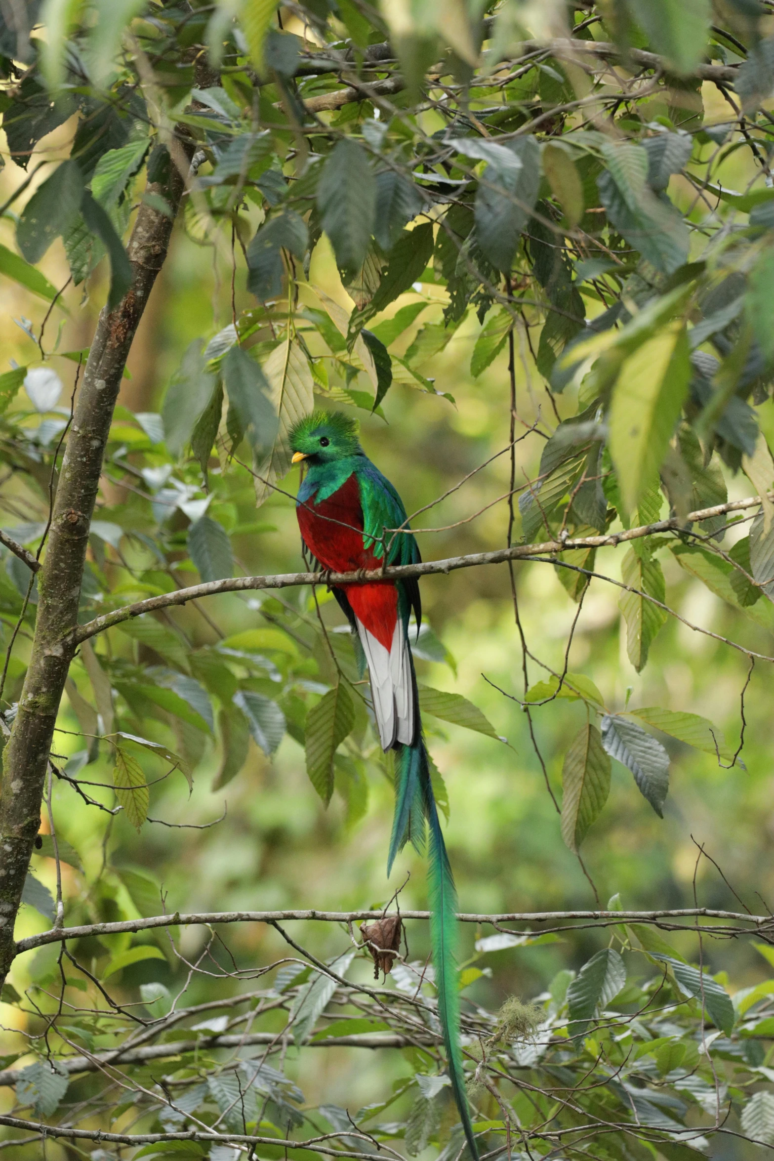 a green red and black bird sitting on top of a tree nch