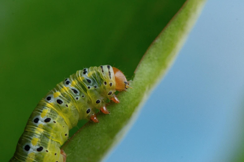 the very long caterpillar is walking on green grass