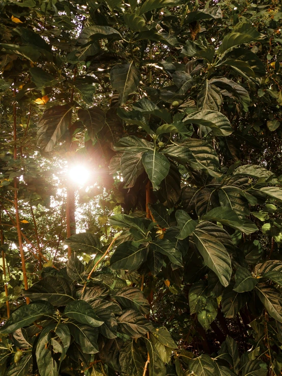 the sunlight shines through some trees in the jungle