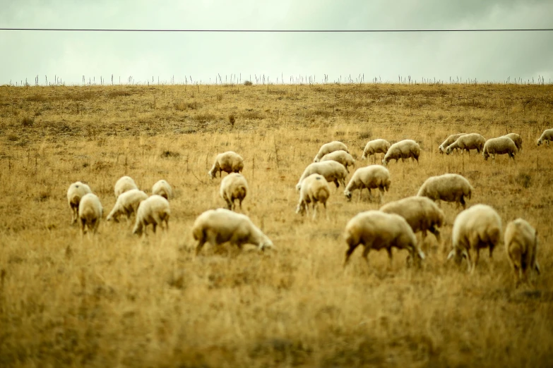 a bunch of sheep grazing on a dry grass field