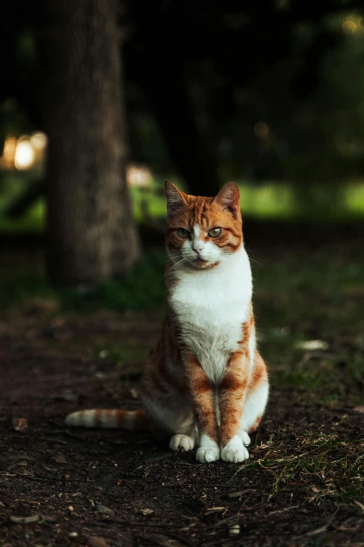 an orange and white cat sitting in the grass