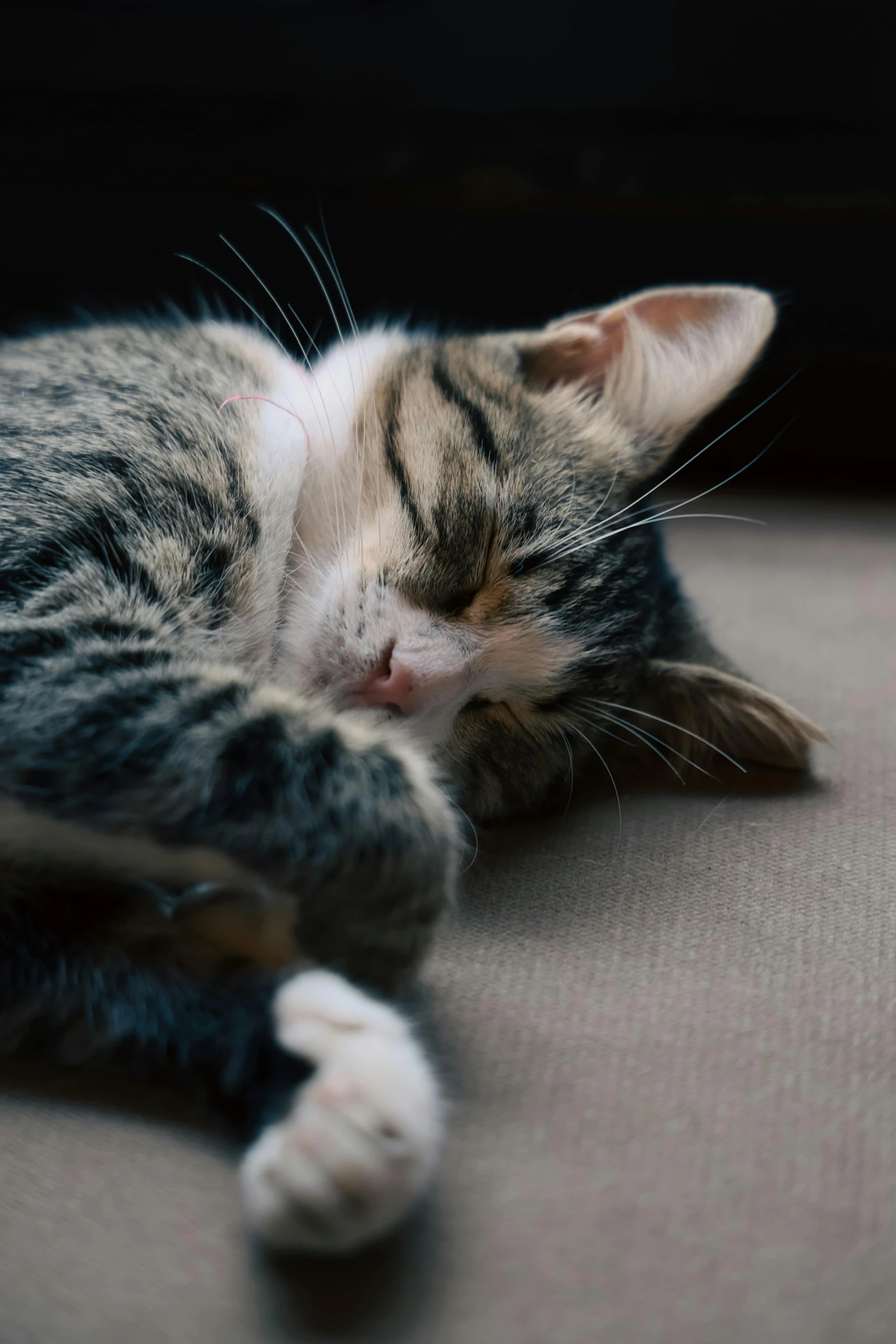 a kitten laying on the floor curled up